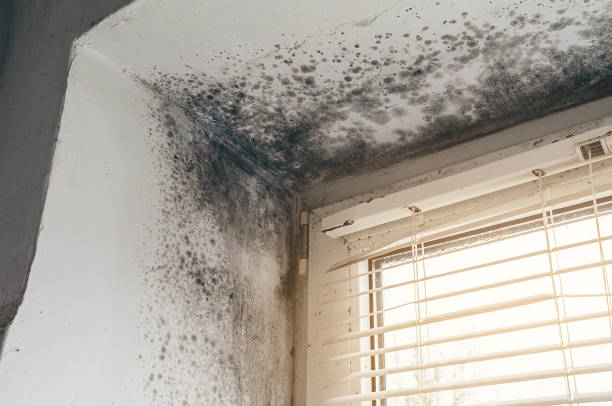 Trusted Crawl Space Mold Removal service in Richland, WA - Cheap Mold Removal