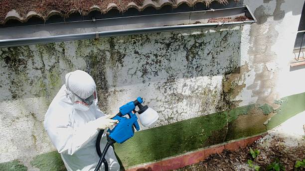 Trusted Attic Mold Removal service in Richland, WA - Cheap Mold Removal